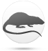 Крыса